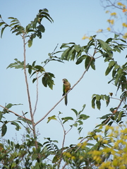 Eupsittula cactorum