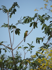 Eupsittula cactorum