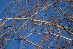Spinus pinus