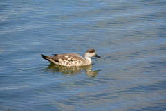 Lophonetta specularioides