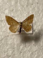 Idaea rufaria
