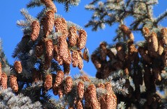 Sitta canadensis