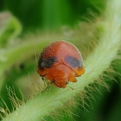 Adira obscurocincta