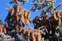 Sitta canadensis