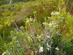Erica thomae thomae