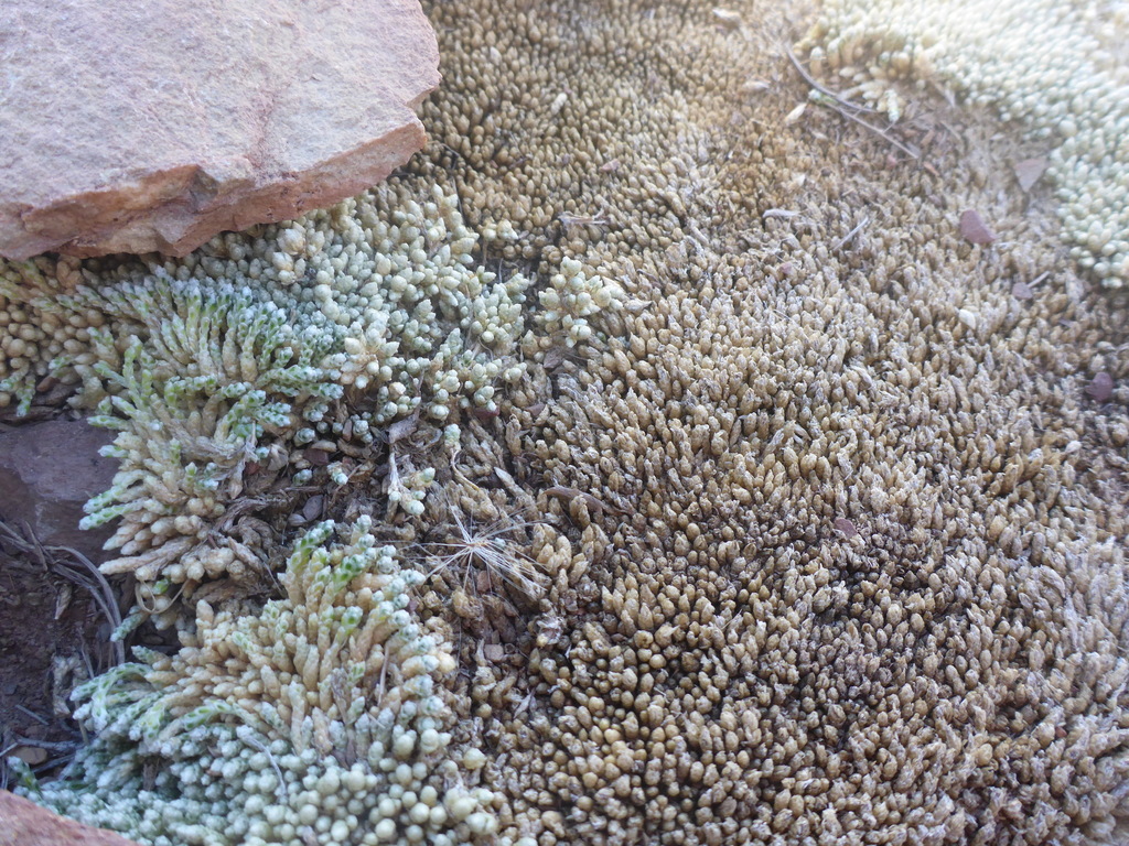 Pycnophyllum argentinum