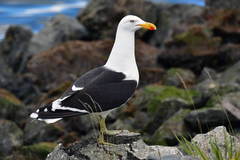 Larus dominicanus