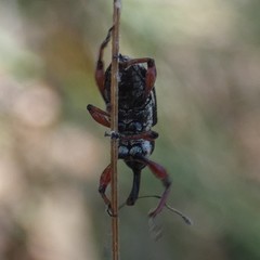 Aoplocnemis rufipes