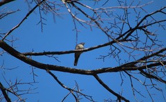 Myadestes townsendi