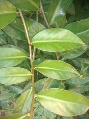Pereskia aculeata