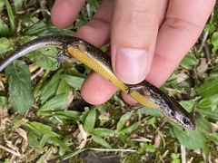 Brown Forest Skink photo 5