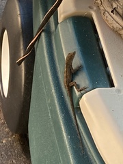 Anolis sagrei