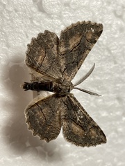 Nychiodes dalmatina