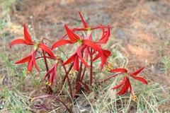 Sprekelia formosissima