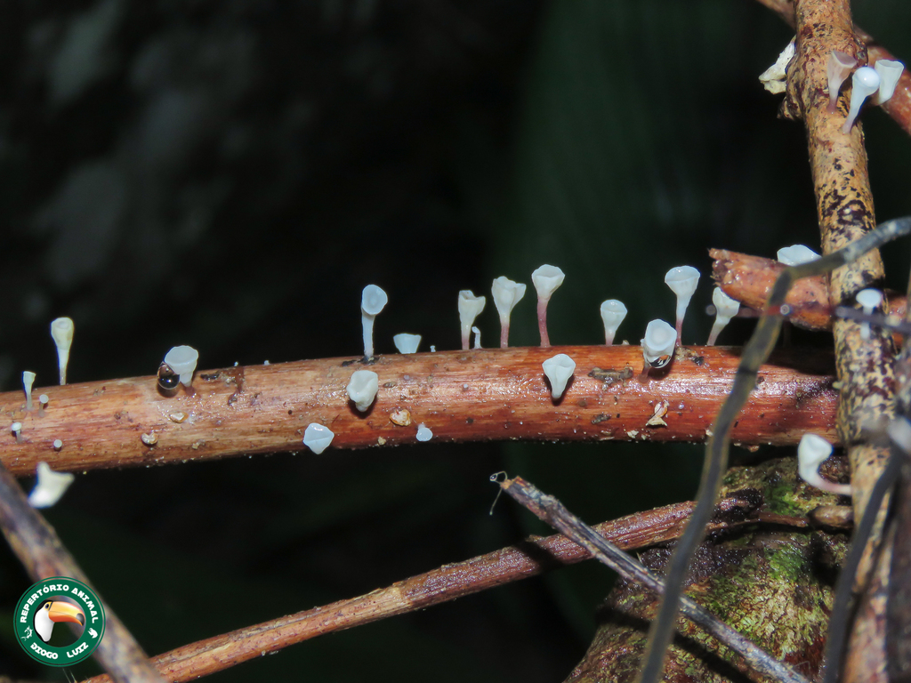 Gymnopus montagnei · February 2022 · photo: © diogoluiz (iNaturalist, cc-by)