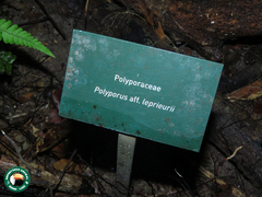 Polyporus leprieurii
