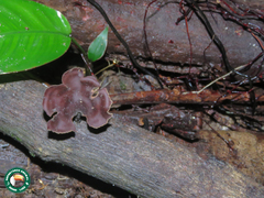 Polyporus leprieurii
