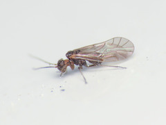 Lachesillidae