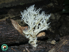 Phaeoclavulina cyanocephala