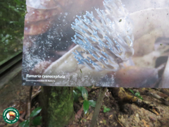 Phaeoclavulina cyanocephala