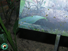 Thamnomyces chordalis