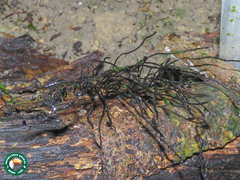 Thamnomyces chordalis