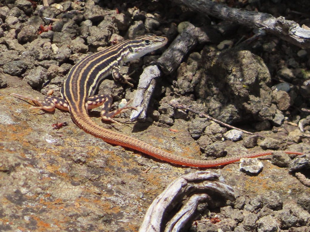 Burchell's Sand Lizard