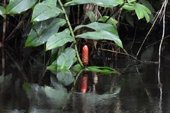 Costus scaber