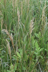 Poa eminens