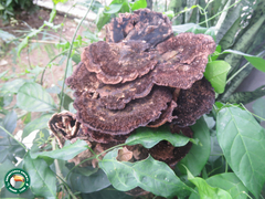 Trichaptum perrottetii