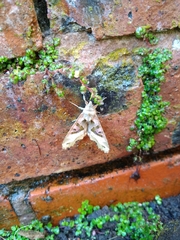 Phlogophora meticulosa