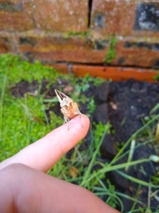 Phlogophora meticulosa