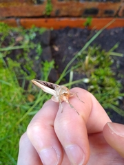 Phlogophora meticulosa