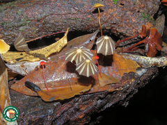 Marasmius griseoradiatus