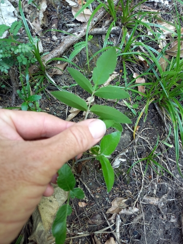 Image of Koheriki (Scandia rosifolia) by no rights reserved