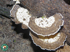 Trametes elegans