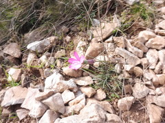 Dianthus caryophyllus
