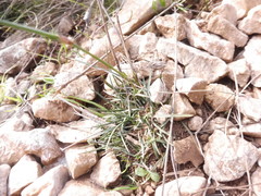 Dianthus caryophyllus