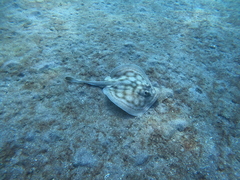 Urobatis concentricus