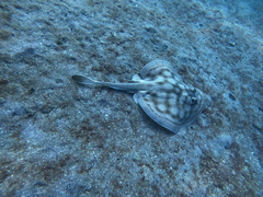 Urobatis concentricus