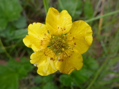 Geum magellanicum