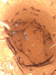 Pheidole oxyops