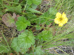 Geum magellanicum
