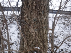 Celtis occidentalis