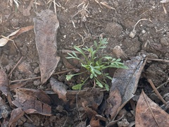 Angiospermae