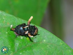 Ophiocordyceps dipterigena