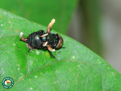 Ophiocordyceps dipterigena
