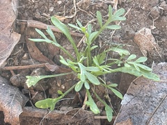 Angiospermae
