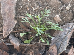 Angiospermae