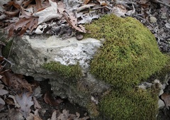 Bagliettoa baldensis